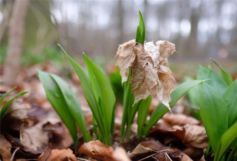 Bärlauch wächst im Wald. 