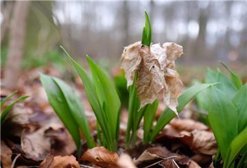 Bärlauch wächst im Wald. 