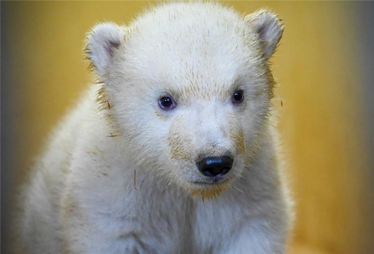 Bald ist es soweit: Die Eisbärenweibchen kommen Ende März an die frische Luft.