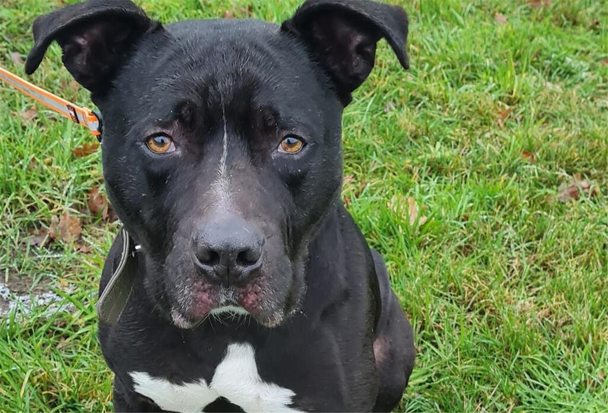 Der charakterstarke Schmusehund Balou sucht sein neues Glück Balou, der aktive Schmusehund, sucht ein Zuhause ohne Kinder oder Kleintiere.