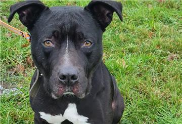 Balou, der aktive Schmusehund, sucht ein Zuhause ohne Kinder oder Kleintiere.