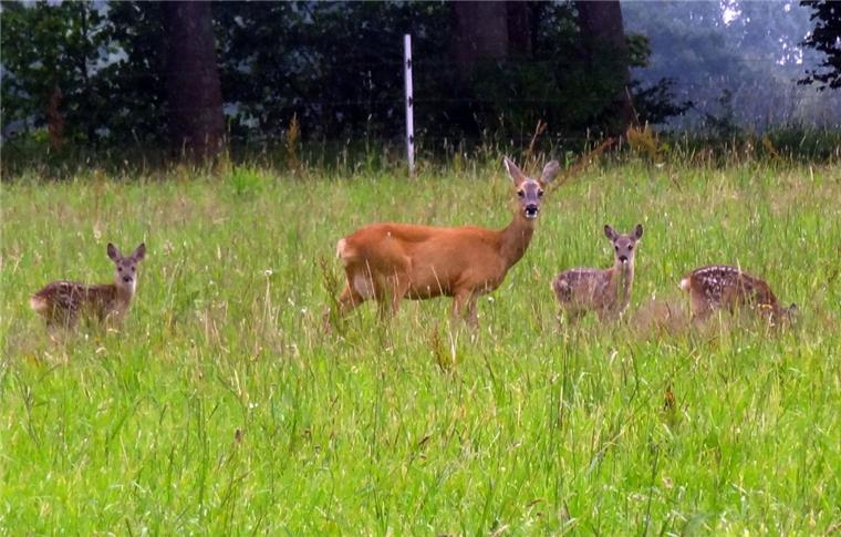 Bambi direkt vor der Haustür: In der Schiffdorf Ortsmitte sind auf einer Wiese Rehe zu beobachten.