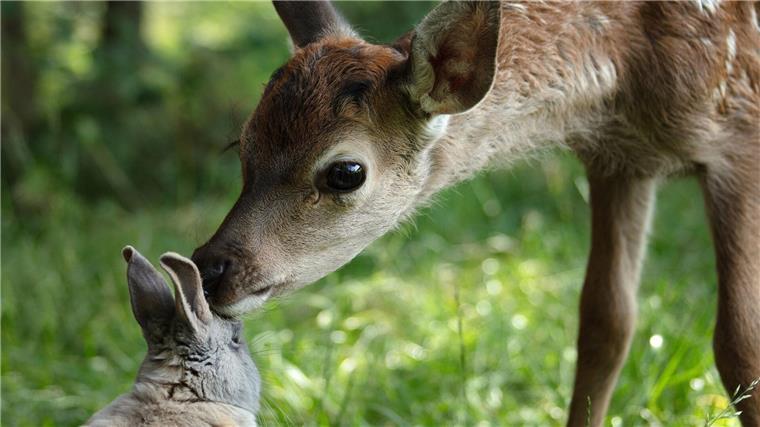 Bambi freundet sich mit einem Hasen an.