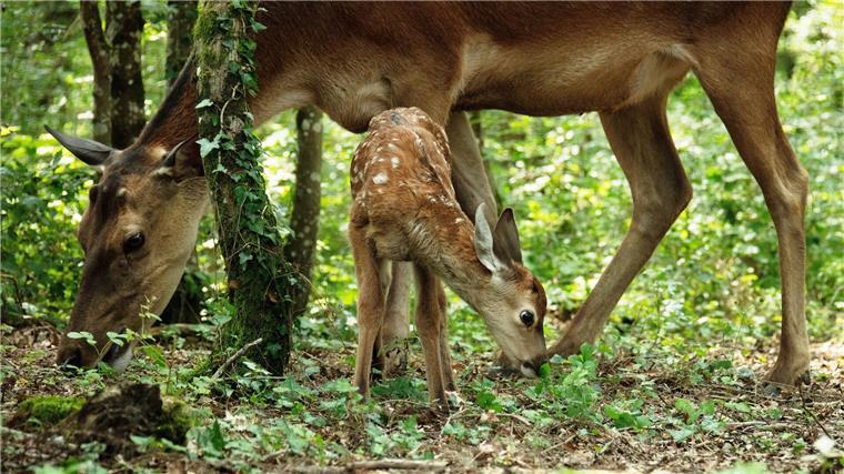 Bambi ist jetzt echt. Der alte Film war ein Zeichentrickfilm.