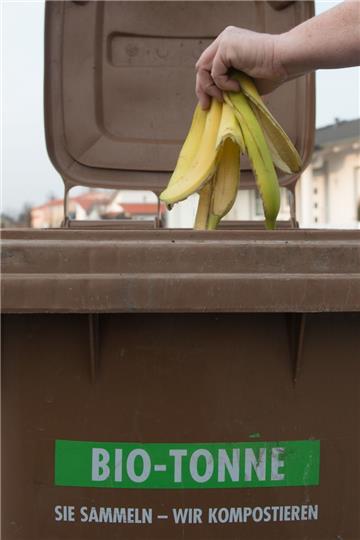Bananenschalen können sowohl in der Biotonne, als auch auf dem heimischen Kompost entsorgt werden.  