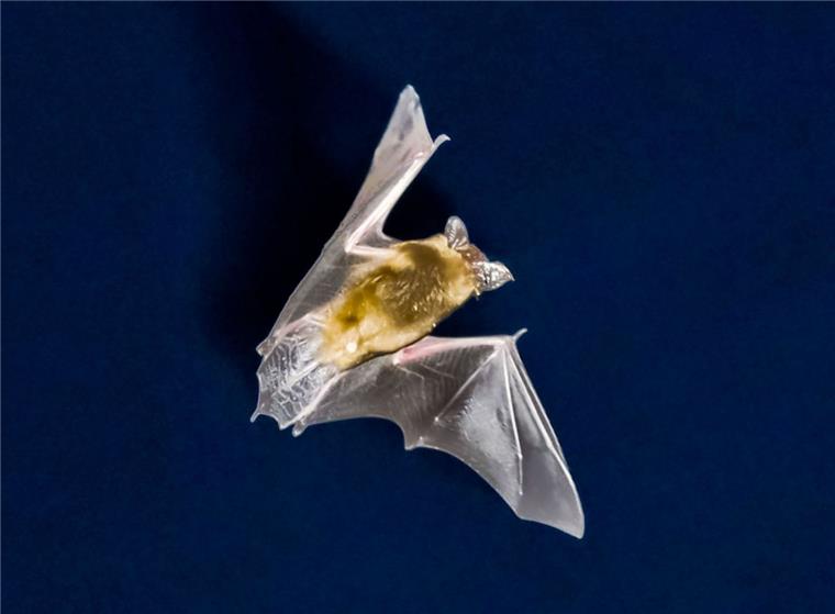 Bat-Night: Fledermäuse flattern nachts durch Nordenham Bat-Night in Nordenham: In der Wesermarsch gibt es zehn verschiedene Fledermausarten.