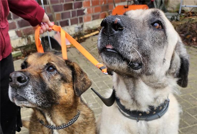 Batu (links) und Vivia werden vom Tierheim nur im Doppelpack vermittelt.