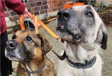 Batu (links) und Vivia werden vom Tierheim nur im Doppelpack vermittelt.