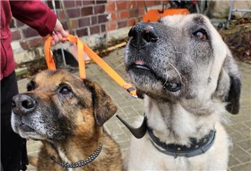Hunde