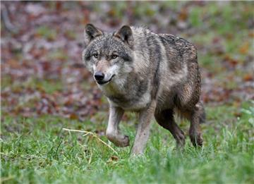 Bauern und Schafzüchter wehren sich gegen die Ausbreitung des Wolfs in der Wesermarsch.