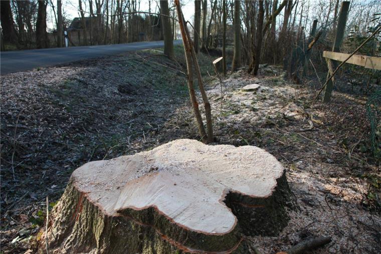 Baumfällaktionen - wie hier im Februar 2018 zwischen Cappel und Spieka - finden in jedem Winterhalbjahr statt. In diesem Jahr sollen unter der Regie des Bauamtes im Gemeindegebiet insgesamt 325 Bäume weichen. 