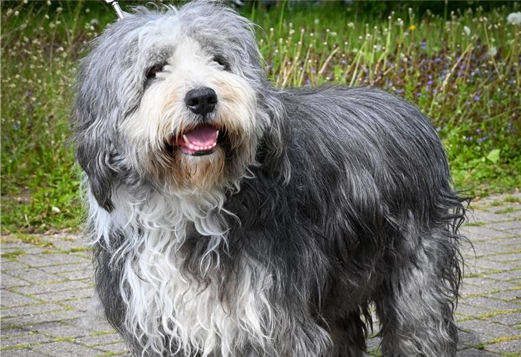 Bearded Collie-Rüde Loui mit „Corona-Frise“.