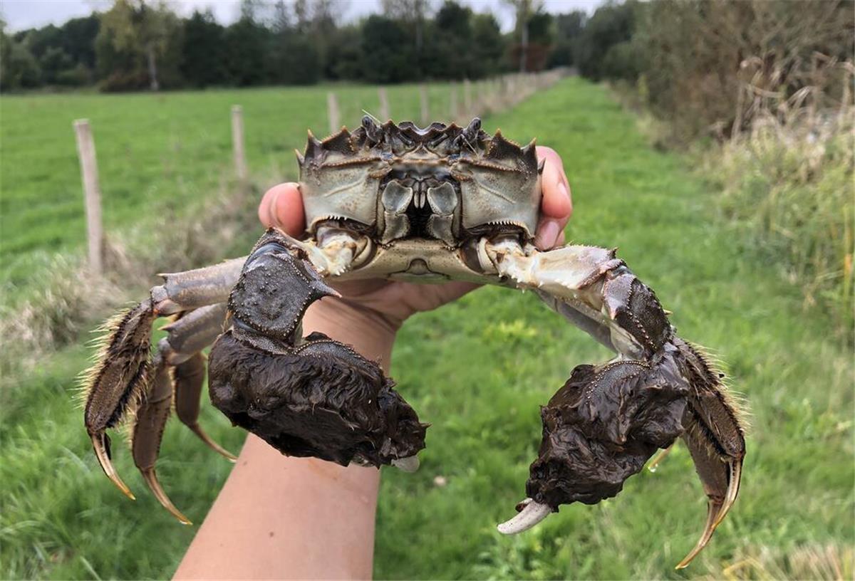 Krabben-Invasion an der Nordsee! So gefährlich sind die Tiere für unsere Küste ausgewachsene Wollhandkrabbe