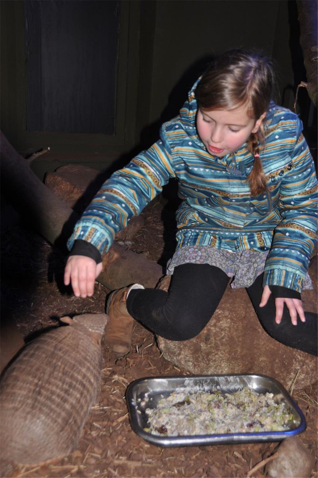 Begegnungen mit dem Gürteltier sind auch möglich im Zoo Wingst.