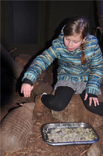 Begegnungen mit dem Gürteltier sind auch möglich im Zoo Wingst.