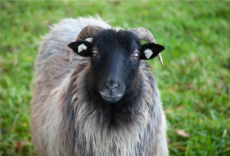 Alles andere als dumm und einfältig: Das Schaf Bei den Schafen von Heino Runge handelt es sich um Heidschnucken, Tiere, die auch mit moorigen Böden am Wollingster See gut zurechtkommen.