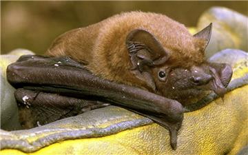 Bei der Batnight in Cuxhaven wird Tierärztin Dr. Micaela Peters am Freitagabend ihren Langzeitpflegling Mathilde, ein Abendseglerweibschen mit Handicap, mitbringen und ihr die abendliche Mehlwurmmahlzeit servieren.  