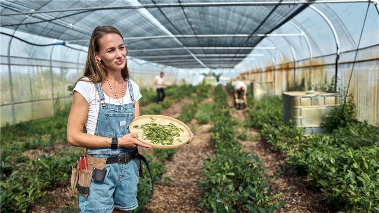 Bei der Ernte ist Handarbeit gefragt.