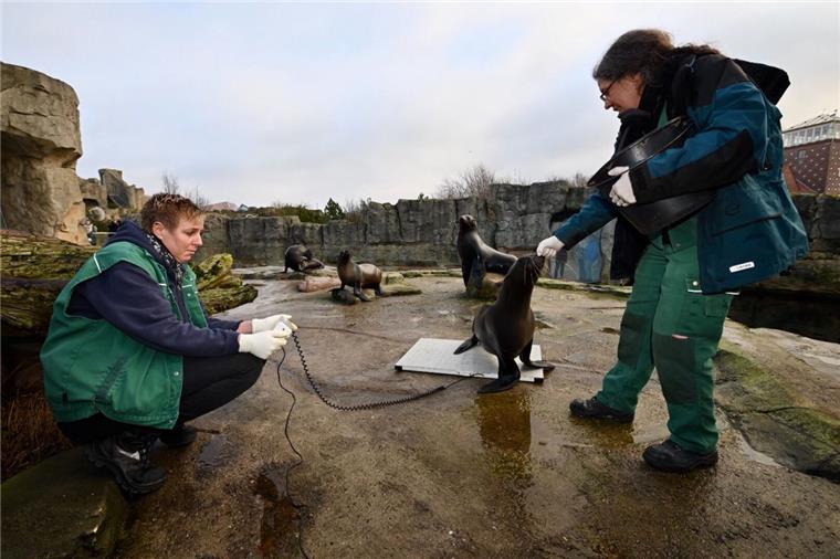 1107 Tiere leben im Zoo am Meer in Bremerhaven Bei der Inventur im Zoo am Meer in Bremerhaven werden auch 2020 die Tiere gezählt und gewogen.