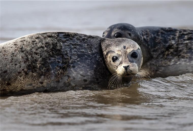 Mehr als 10 000 Seehunde in Niedersachsens Wattenmeer gezählt Bei der Seehundzählung in diesem Sommer im niedersächsischen Wattenmeer ist das zweite Jahr infolge die 10 000er-Marke geknackt worden - bei den 15 Flügen zwischen Juni und August wurden 10 277 Seehunde zwischen Ems und Elbe gezählt.