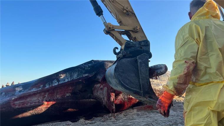 Sylt-Wal: Spezialist bei Bremerhaven legt Knochen frei Bei der Zerlegung des Pottwals auf Sylt war der Unterkiefer das erste Teil, das vor fünf Wochen abgetrennt wurde.