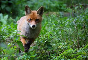Bei einem Fuchs ist die häufig tödlich verlaufende Viruserkrankung Staupe nachgewiesen worden.