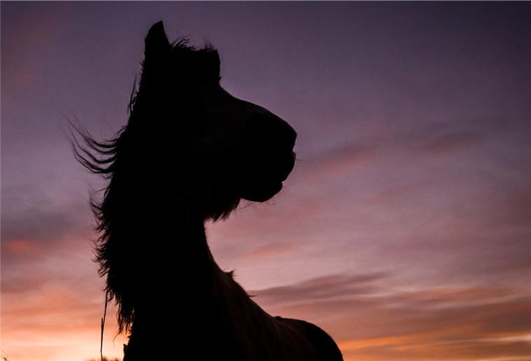 Schattenfoto von einem Pferd in der Abenddämmerung.