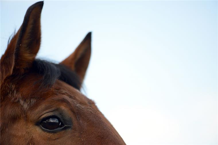 Bei einem Unfall mit drei Pferden sind am Montag in Papenburg zwei der Tiere gestorben.