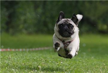 Bei einem Wettlauf für Hunde geht es am Sonntag, 12. September, in Debstedt nicht nur um die Ehre, die schnellsten Sprinter erhalten auch einen Preis. 