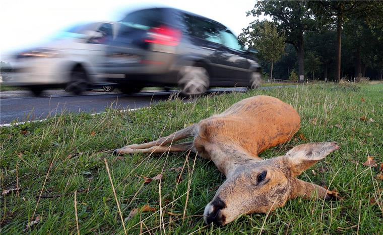 Bei einem Wildunfall in Bremerhaven ist ein Reh verendet. 