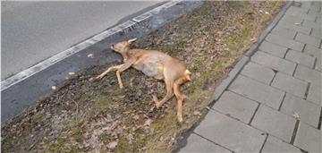 Bei einem Wildunfall in Schiffdorferdamm ist ein Reh ums Leben gekommen. 