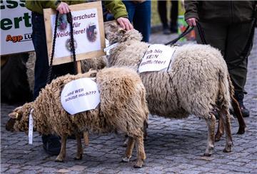 Ein Schaf trägt bei einer Protestaktion von Bauern gegen die weitere Ausbreitung wilder Wölfe ein Schild mit der Aufschrift "Ich bin kein Wolffutter!" auf seinem Rücken. 