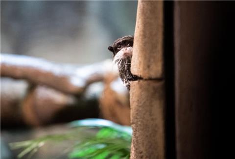 Hinter den Kulissen: Zoo am Meer gibt Einblicke in das Privatleben der Tiere