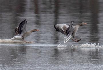 Zwei Gänse landen auf einem Teich in Biebesheim. 
