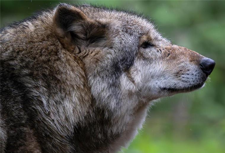 Weidetierhalter: Töten ganzer Wolfsrudel muss möglich gemacht werden Wolf in einem Gehege