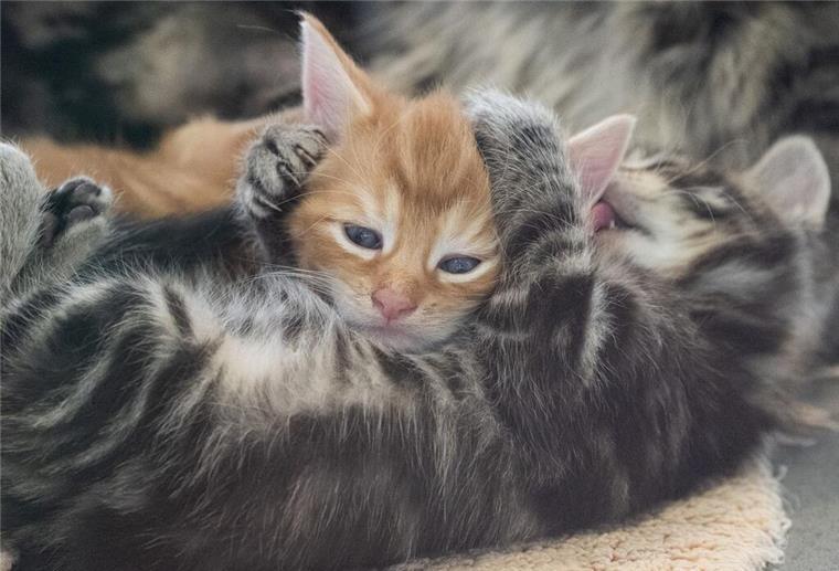 Herzloser Fall bei Hannover: Zwei Katzen einfach aus Auto geworfen Katzenbabys liegen im Tierheim Berlin in ihrem Gehege.