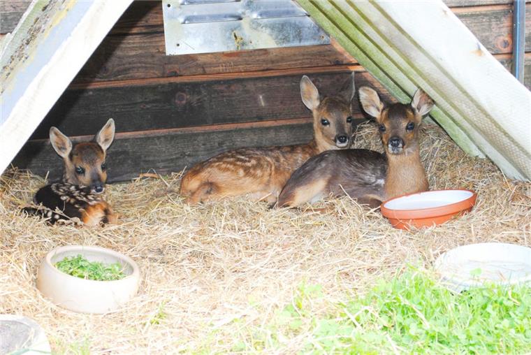 Bei Heike und Manfred Wicknig finden verwaiste Rehkitze ein Zuhause auf Zeit. In der Auffangstation werden sie aufgepäppelt und später ausgewildert. 