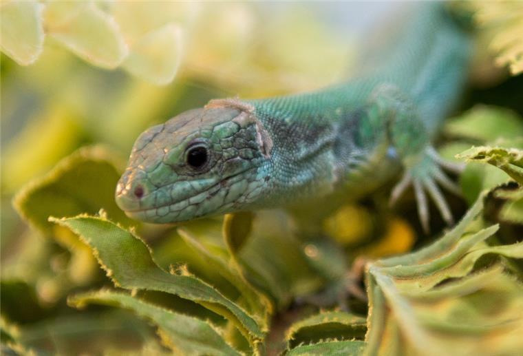 Mit richtiger Technik in Aquarien und Terrarien Energie sparen Smaragdeidechse