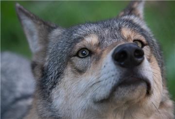 Ein Wolf blickt in die Kamera.