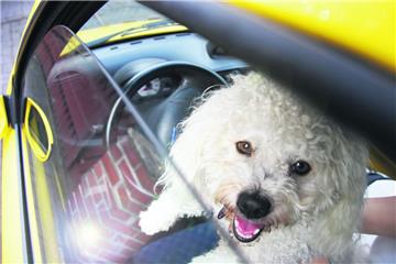 Bei warmen Temperaturen im Auto gelassen – für Hunde eine Qual. Der weiße Hund auf unserem Foto war zum Glück nicht in Gefahr.