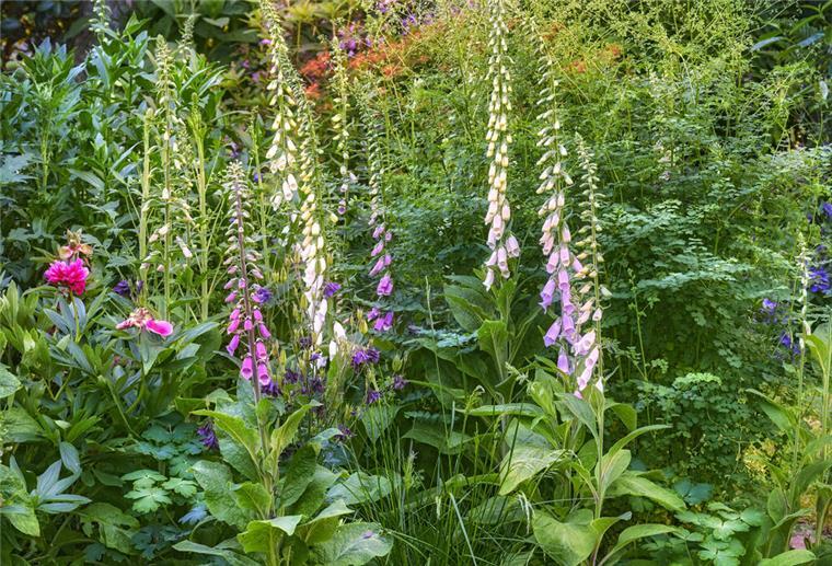 Blackboxgardening, Blumenbeet, Blütenmeer
