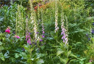 Blackboxgardening, Blumenbeet, Blütenmeer