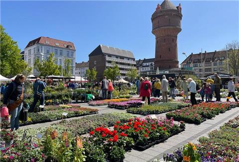 Blumen auf dem Konrad-Adenauer-Platz