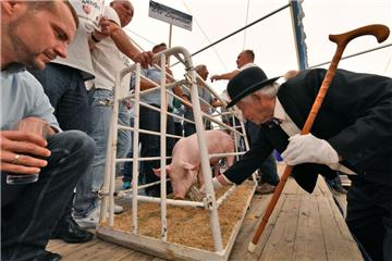 Beim Dedesdorfer Markt mit Schweinemarkt wurde die Sau Jolanthe am Montag versteigert.