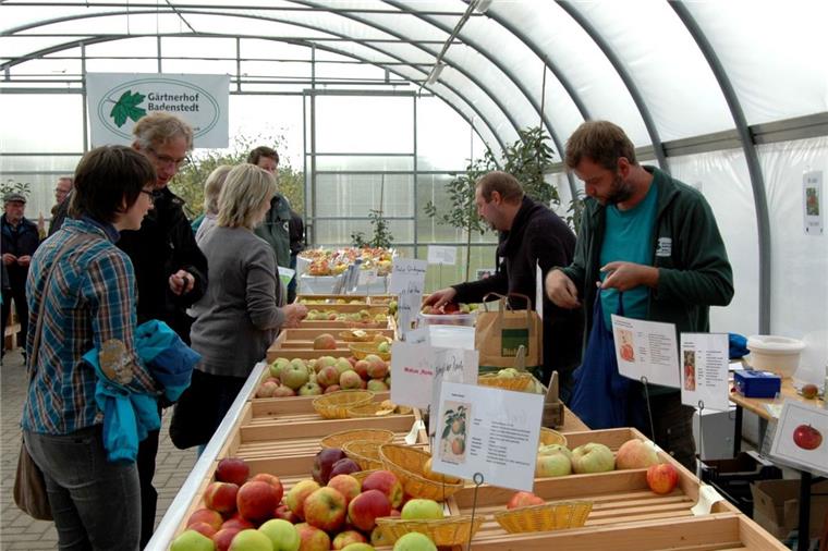Apfeltag Badenstedt: Rekordmarke diesmal nicht geknackt Beim diesjährigen Apfeltag in Badenstedt zeigten die Besucher großes Interesse an heimischen Obstsorten.