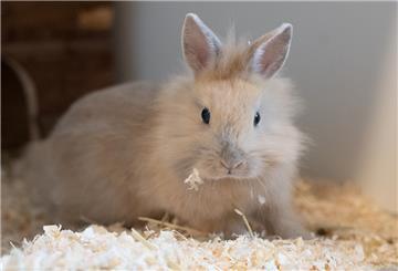 Kaninchen