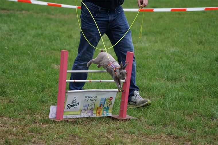 Beim Kanin-Hop in Sandbostel zeigten die Tiere sportliche Höchstleistungen.