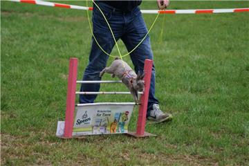 Beim Kanin-Hop in Sandbostel zeigten die Tiere sportliche Höchstleistungen.