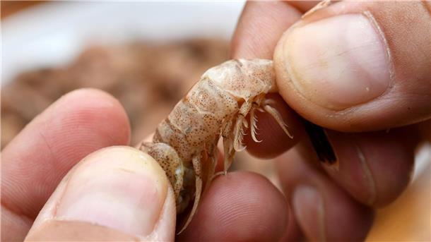 Hände in Nahaufnahme halten eine Nordseegarnele zwischen den Fingern.