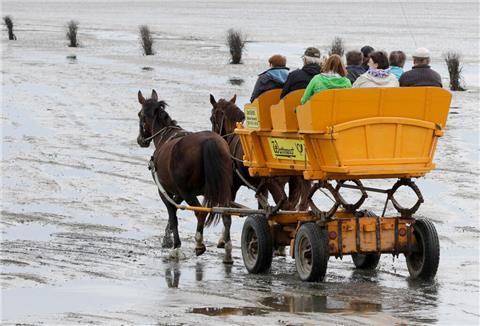 Ein Wattwagen fährt vor Cuxhaven durch das Watt vor der Insel Neuwerk. 